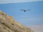 Andean condor female, in Patagonia. South America, Chile, Magallanes. Art Print